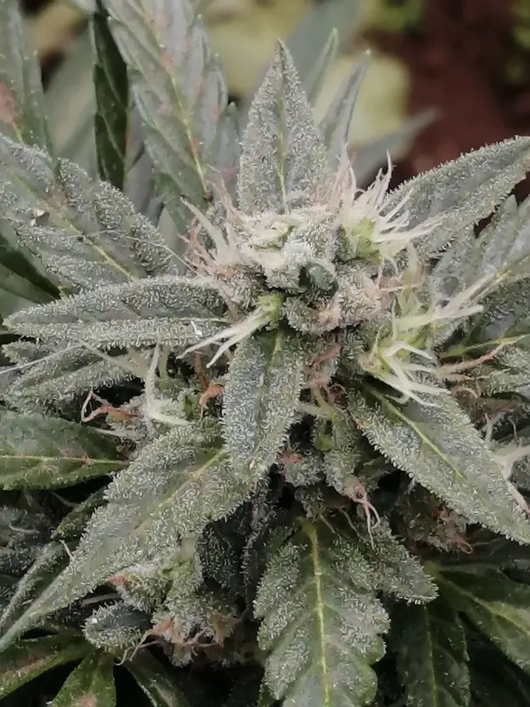 Why Local Growers Benefit From Clear Records