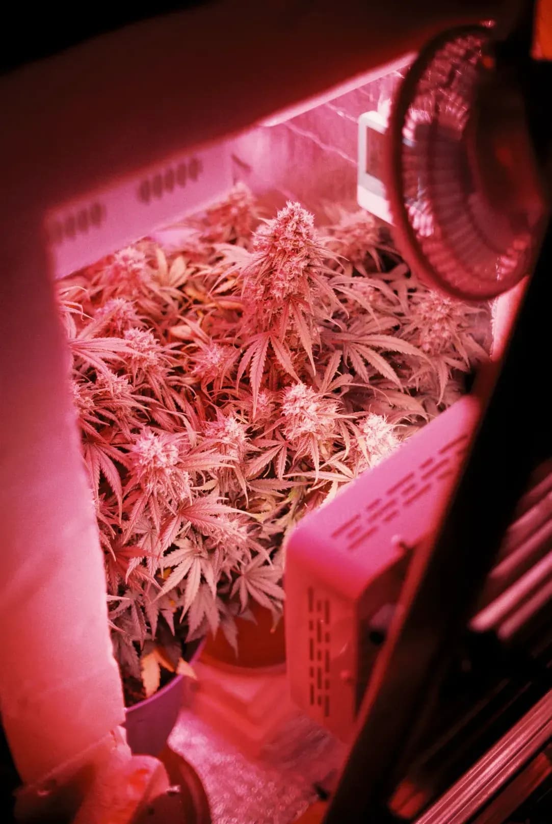 What We Look For During a Routine Plant Check