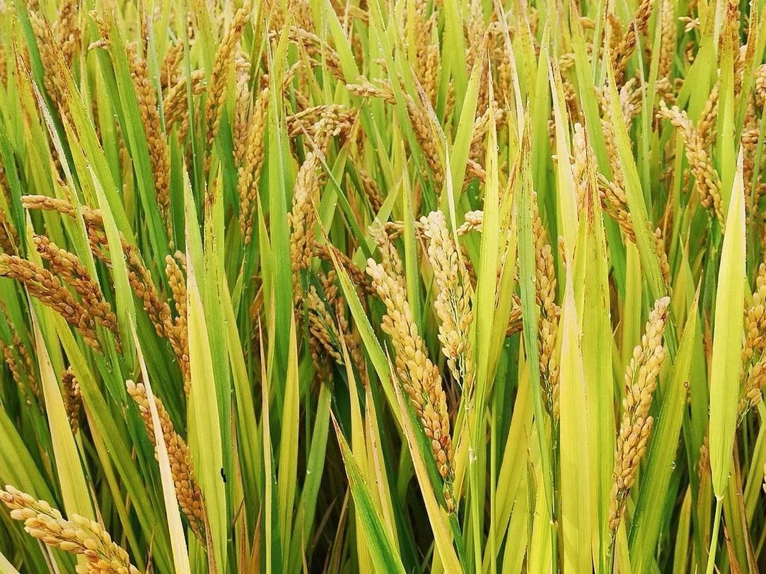 GreenRoot Cultivo 12