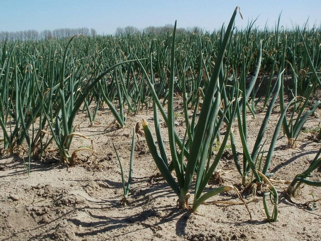 GreenRoot Cultivo 9