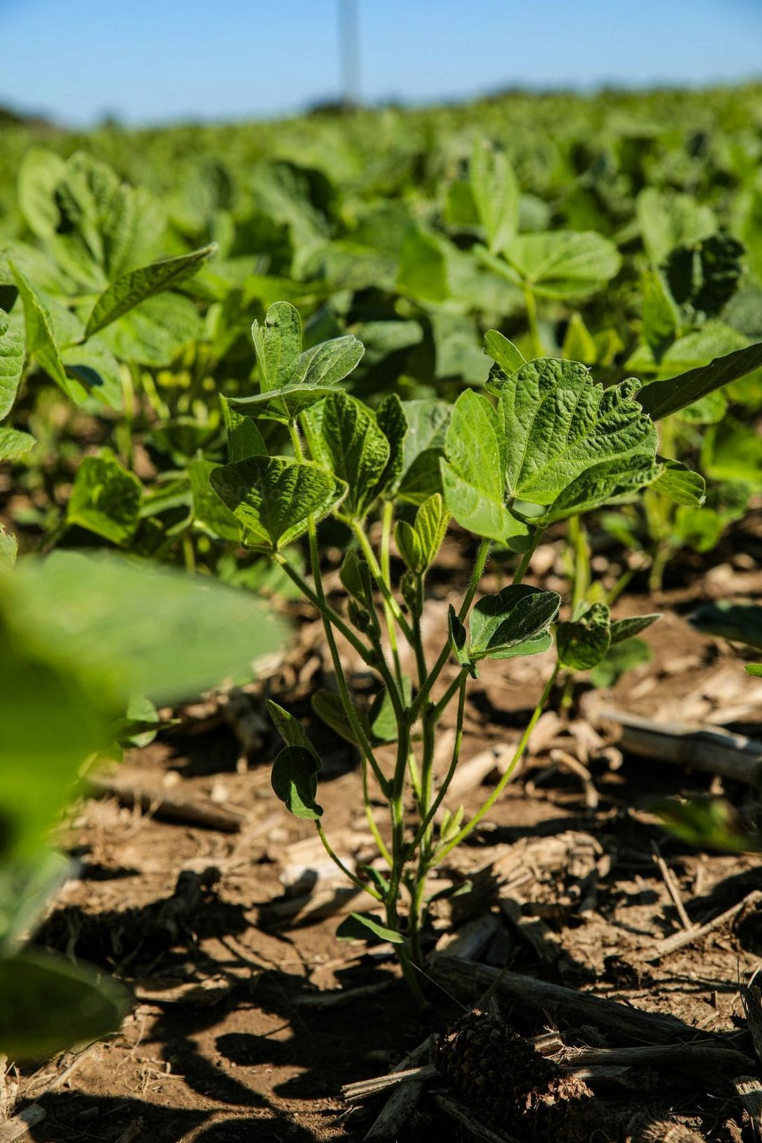 Irrigation and nutrient management