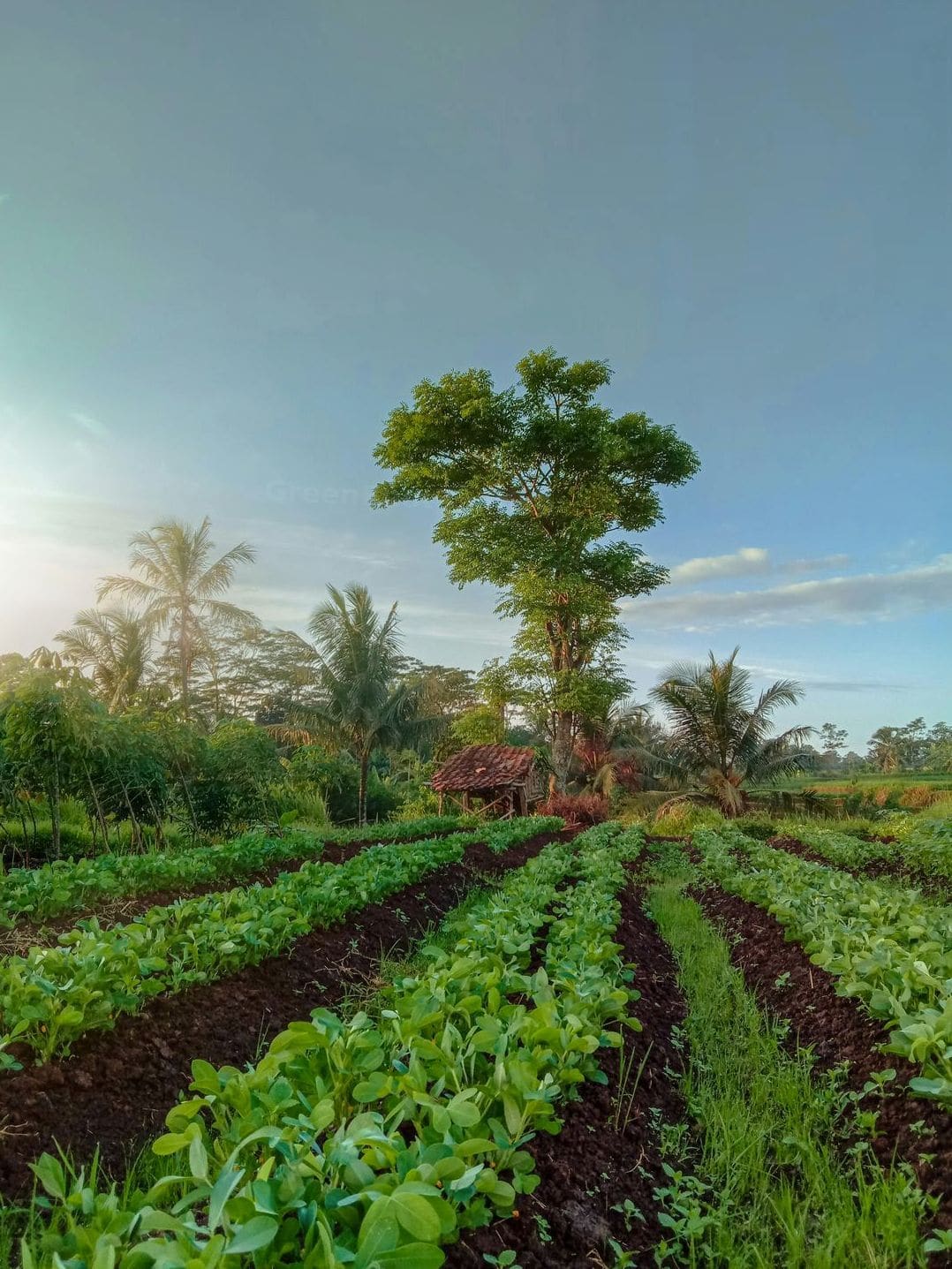 Crop monitoring and maintenance support